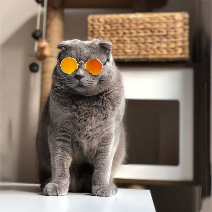 Trendy kattebriller til kæledyr