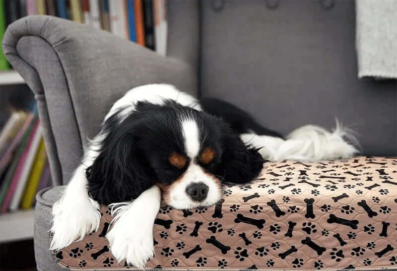 Genanvendelig træningsmåtte til hunde