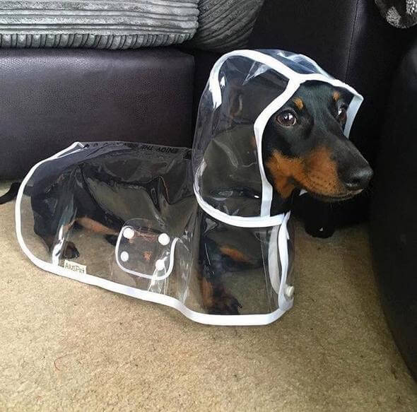 Vandtæt gennemsigtig regnjakke til hunde