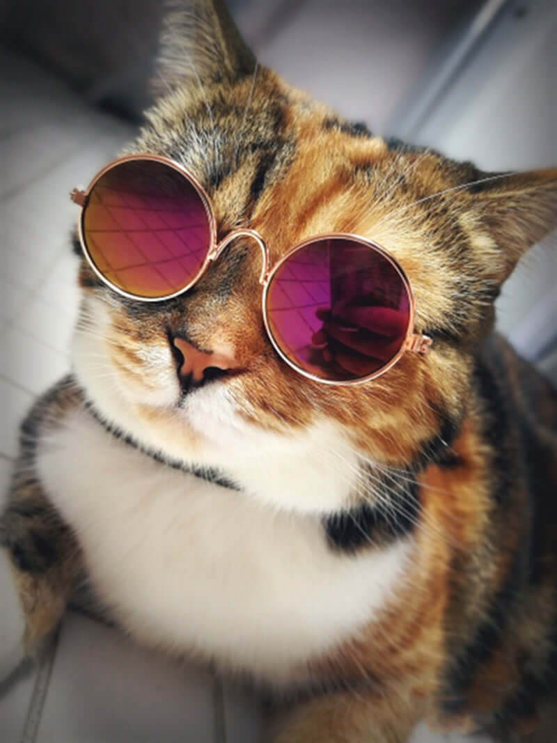 Trendy kattebriller til kæledyr