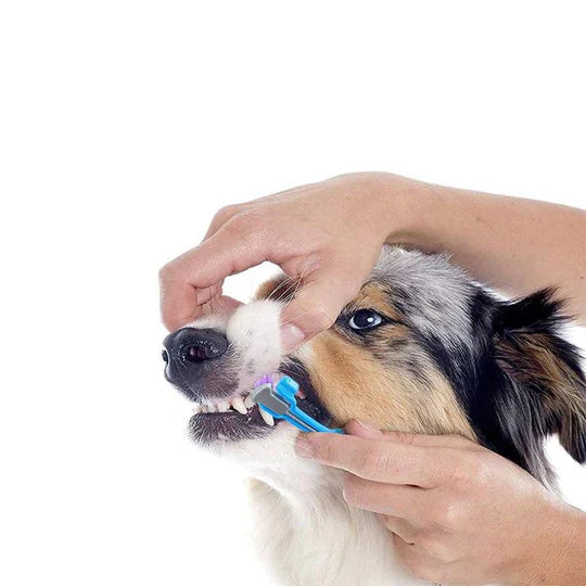 3-hoveds hundetandbørste med ergonomisk greb for effektiv 360° tandrensning i blå, grøn, lilla, orange, hvid.
