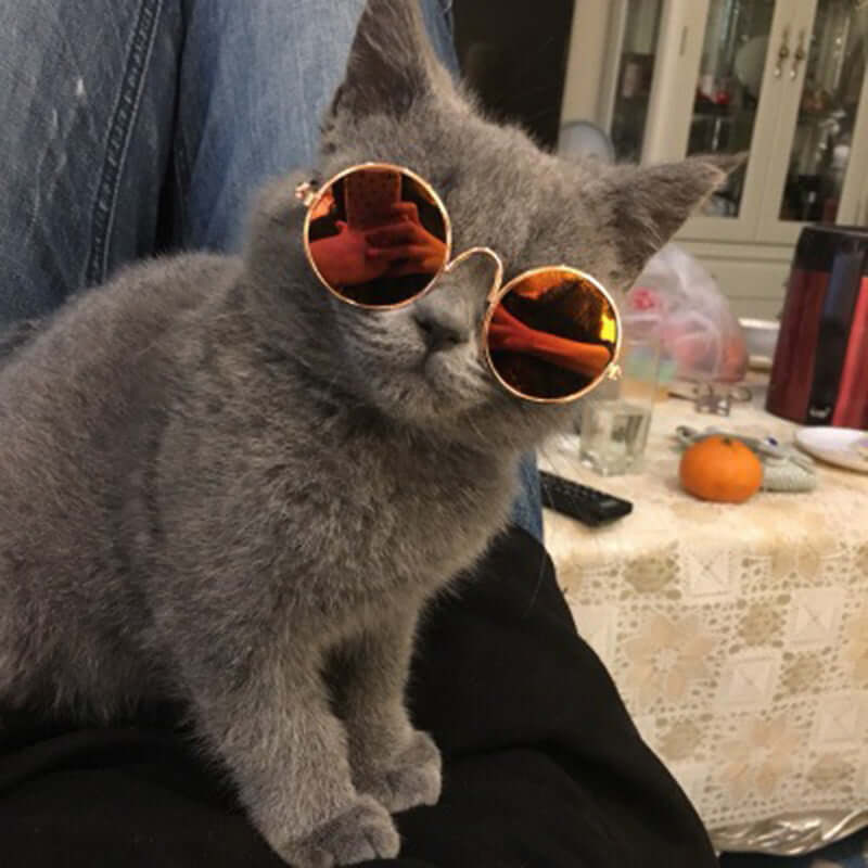 Trendy kattebriller til kæledyr