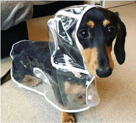 Vandtæt gennemsigtig regnjakke til hunde