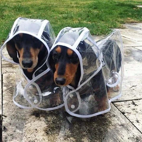 Vandtæt gennemsigtig regnjakke til hunde