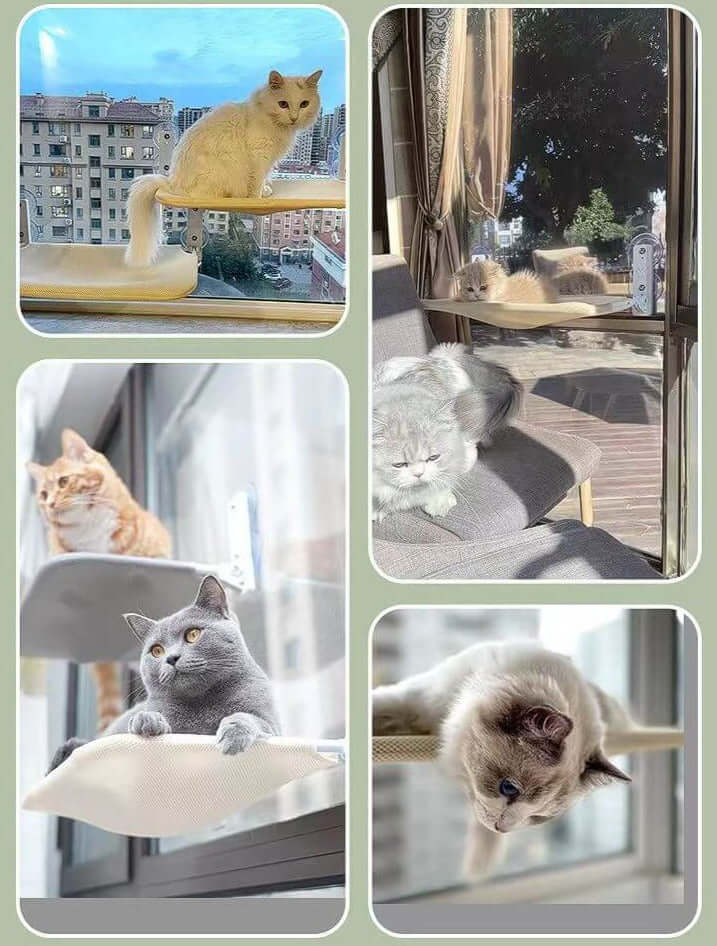 Væghængekøje til katte - Få et panoramablik