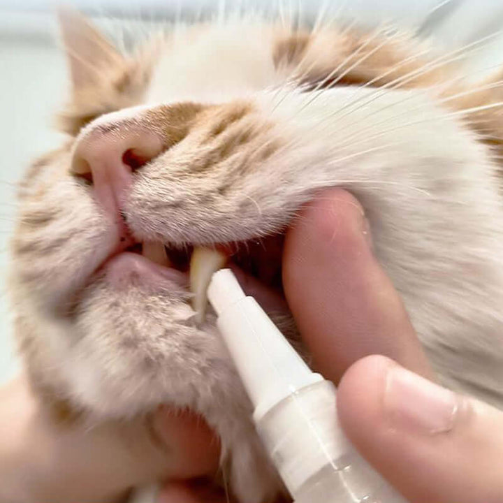 Tandplejepind til Hunde og Katte