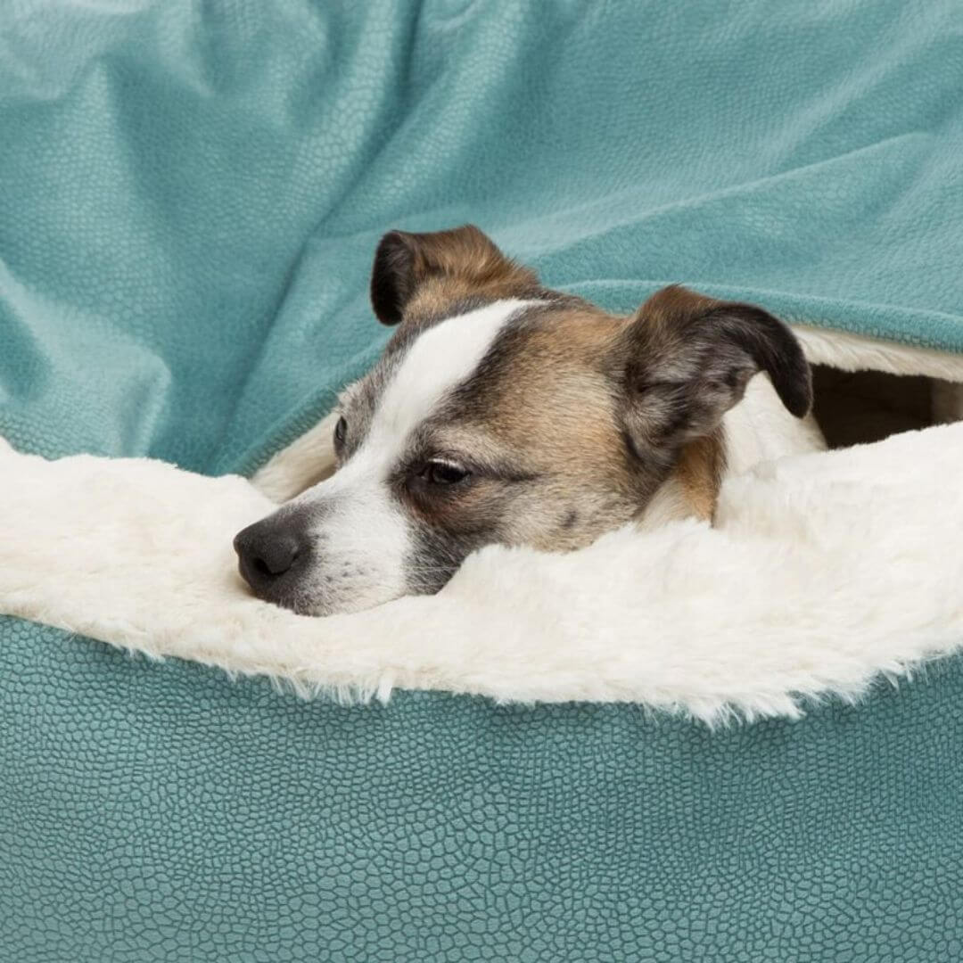 Hyggelig hundehule og blød soveplads til hunde