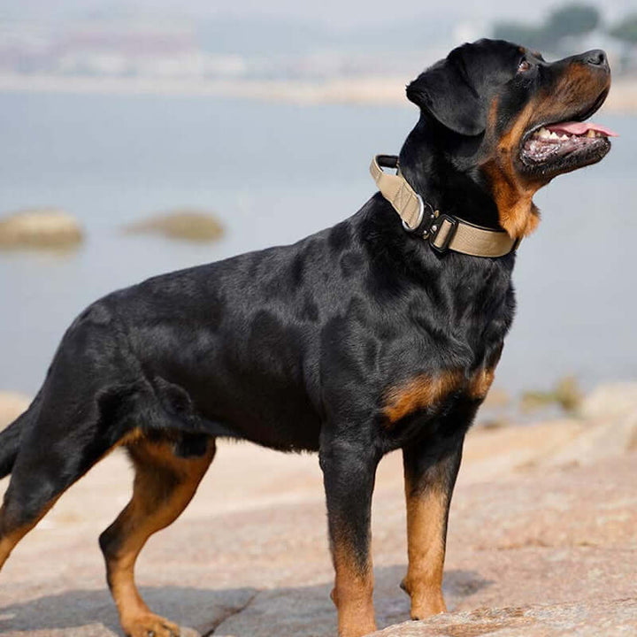 Taktisk hundehalsbånd med håndtag