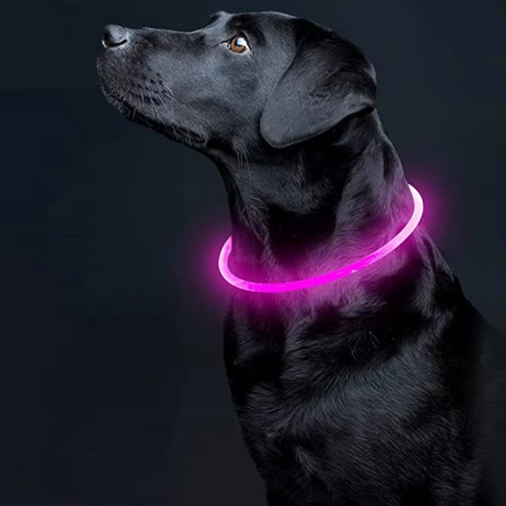Halsbånd til hunde med LED-lys, blåt, genopladeligt via USB, for sikre natlige gåture, justerbart og vejrbestandigt.
