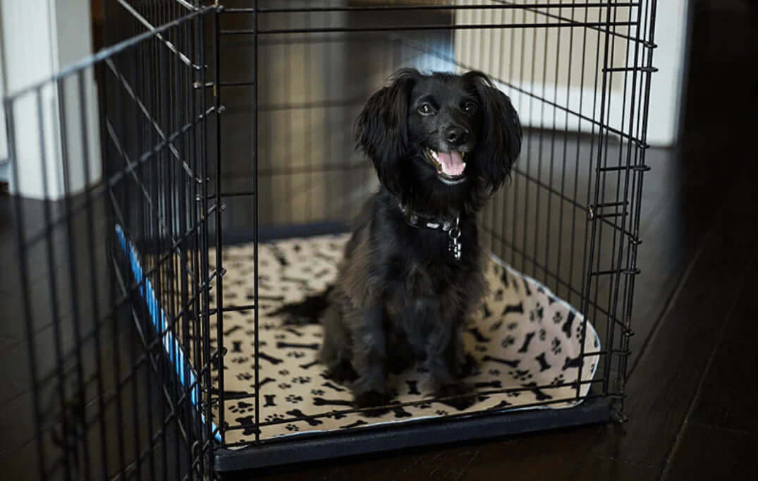 Genanvendelig træningsmåtte til hunde
