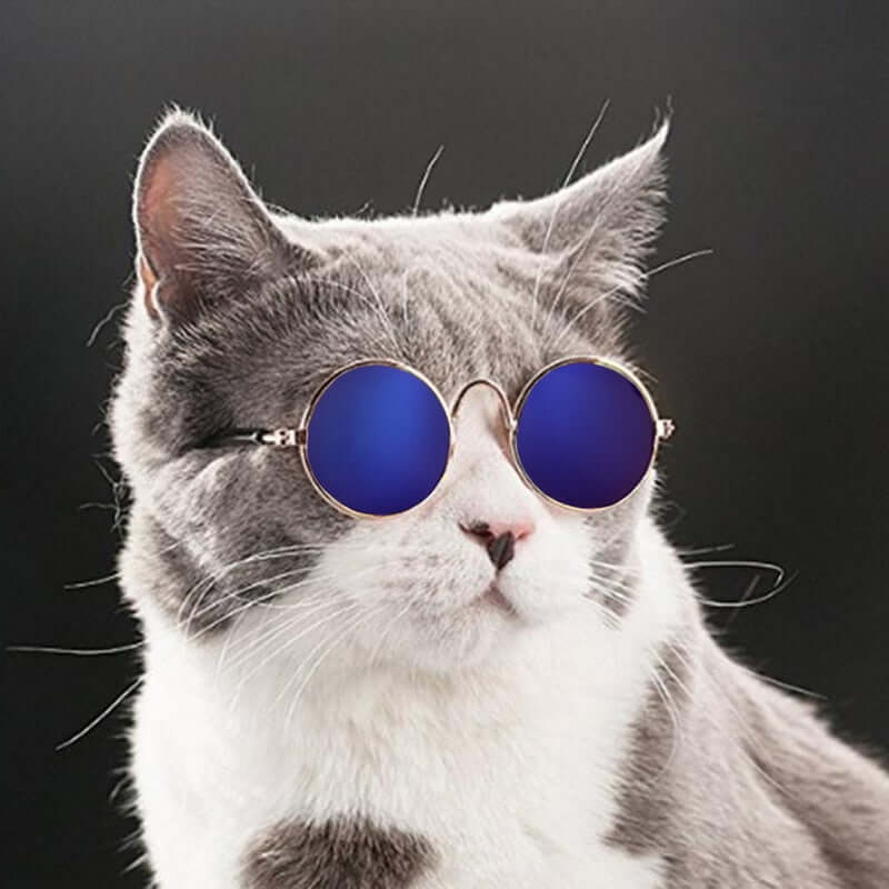 Trendy kattebriller til kæledyr