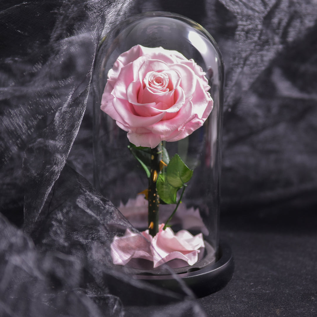 Dekorativ evighedsrose med LED-lys i glaskuppel. En unik blomst til boligindretning og interiør.