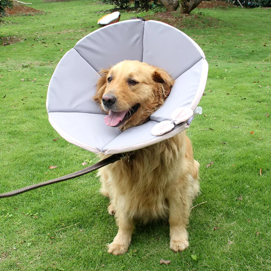 Hundehalskrave i gul-brun, med blød polstring for optimal komfort post-operation.