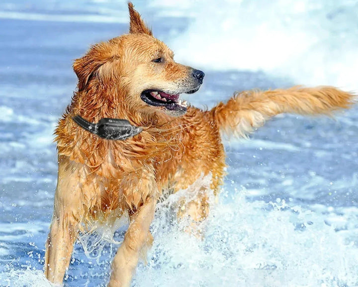 Robust hundehalsbånd til hundetræner og adfærdstræning. Gør hundelivet bedre med sikker kontrol.