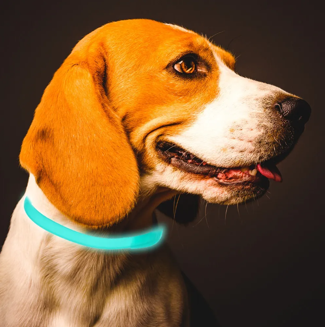 Lysende loppe- og flåthalsbånd til katte og små hunde, 8 måneders beskyttelse, øger synligheden om natten, vandafvisende.