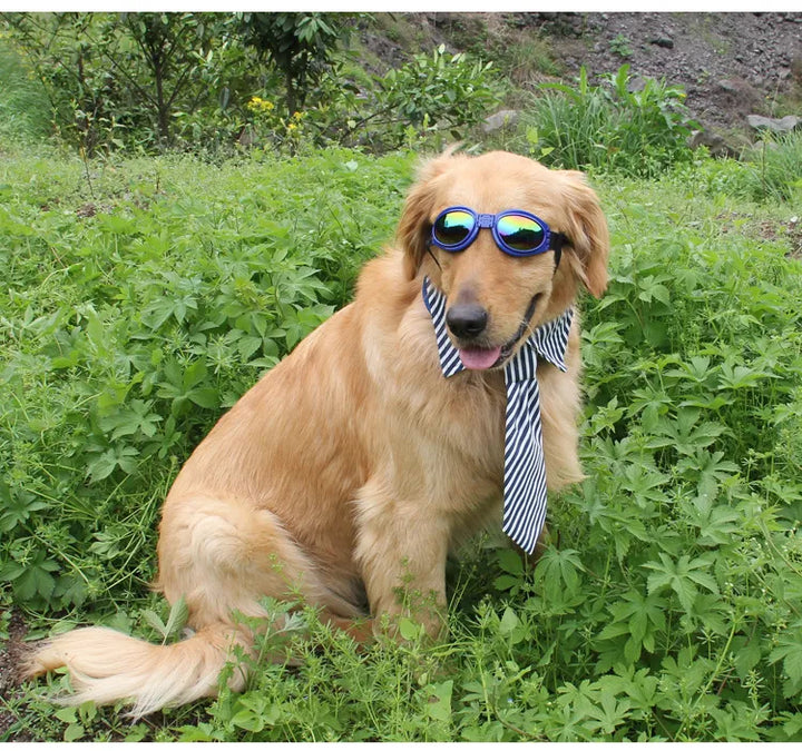 Stilfulde UV-beskyttende hundebriller i levende farver, der giver beskyttelse mod UV-stråler, vind og støv, behagelig pasform.
