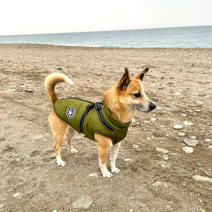 Vindtæt hundetøj: PawPro hundejakke med integreret sele for optimal komfort og beskyttelse.
