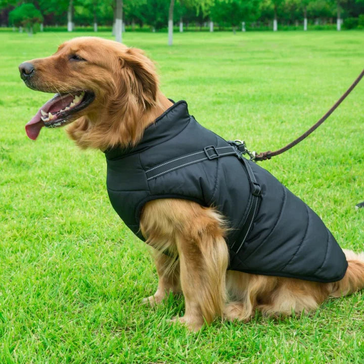 Hundejakke og sele i ét design. Vandafvisende vinterjakke til kæledyr, klar til alle vejrtyper.
