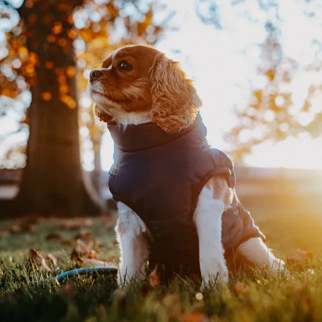 Premium hundeudstyr: Varm og vandtæt hundejakke med fast sele til daglige gåture.